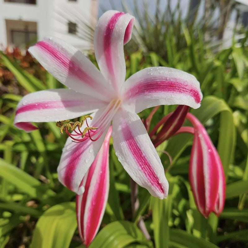 Milk and Wine Lily | Crinum x herbertii