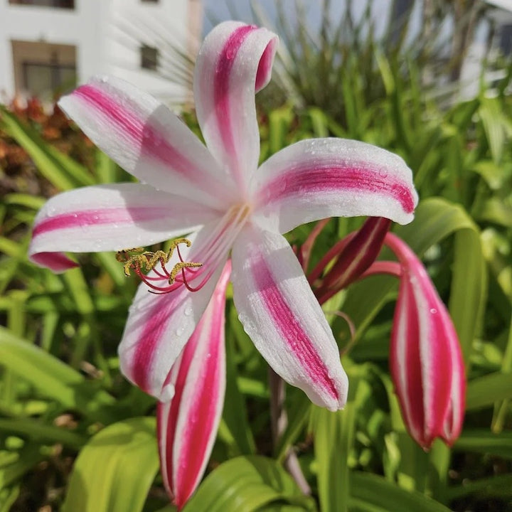 Milk and Wine Lily | Crinum x herbertii