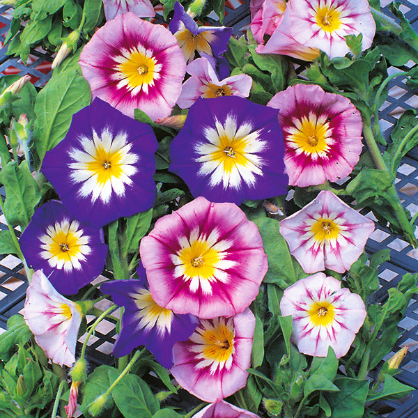 Convolvulus tricolor - Happy Seeds Shop