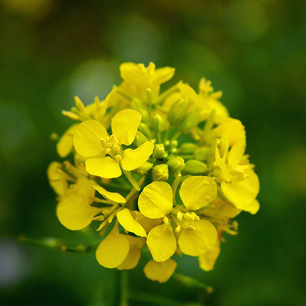 Sweet Mustard - Happy Seeds Shop