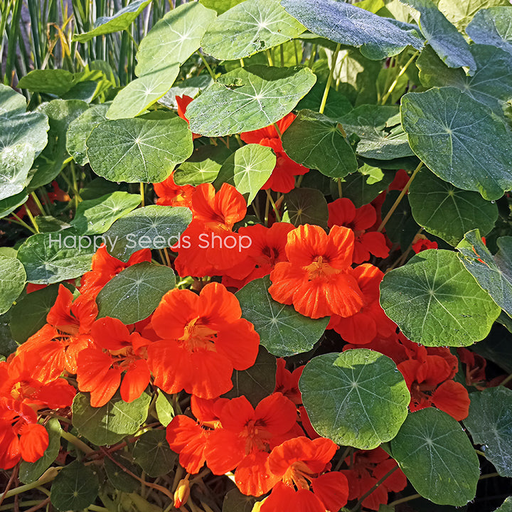 Nasturtium Jewel mix - Happy Seeds Shop