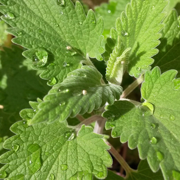 Catnip Herb - Happy Seeds Shop