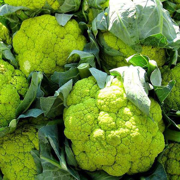 Green Cauliflower - Happy Seeds Shop