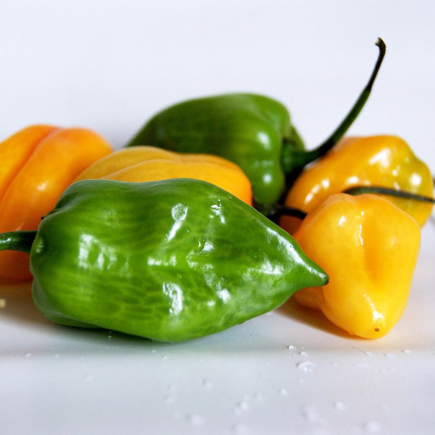 Habanero mix color pepper | Extremely Hot - 25+ seeds
