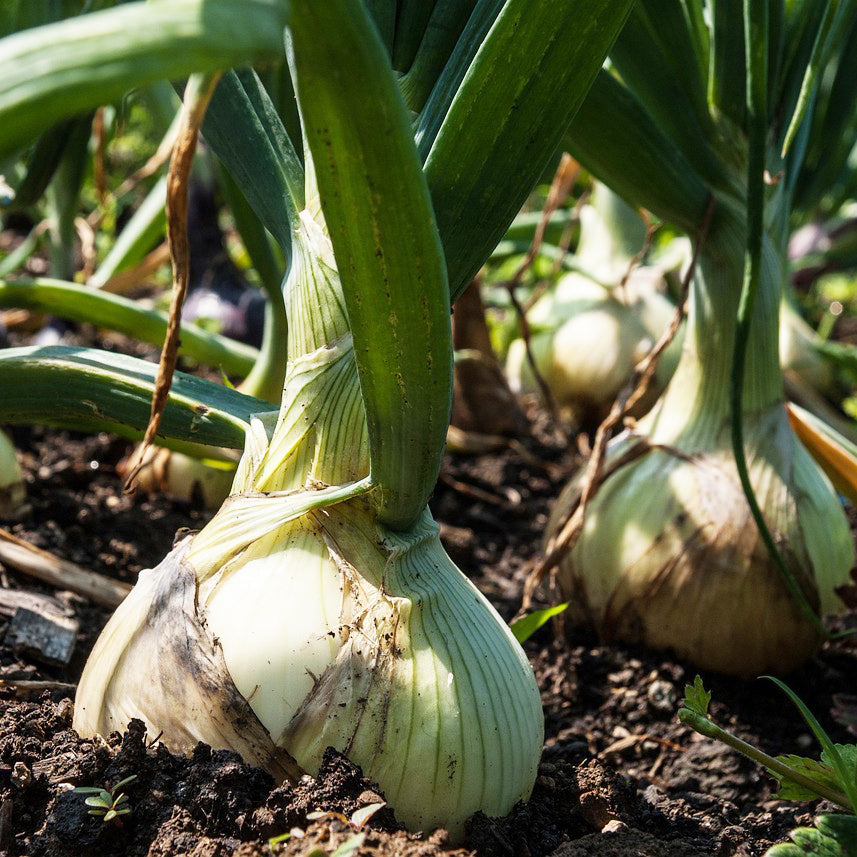 White Onion - Happy Seeds Shop