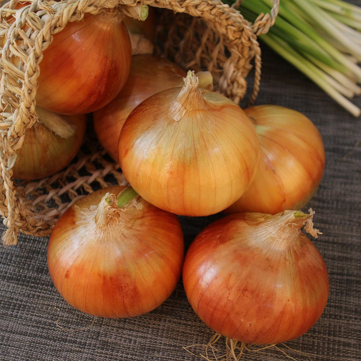 Onion Yellow Grano - Happy Seeds Shop