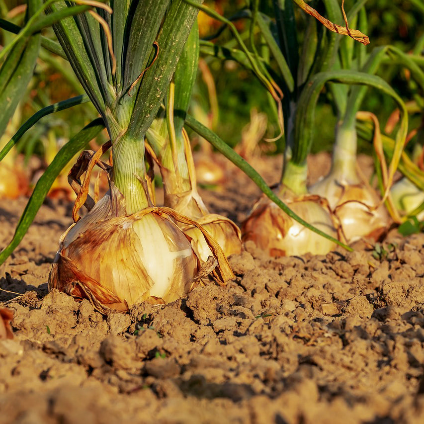 Onion Yellow Grano - Happy Seeds Shop