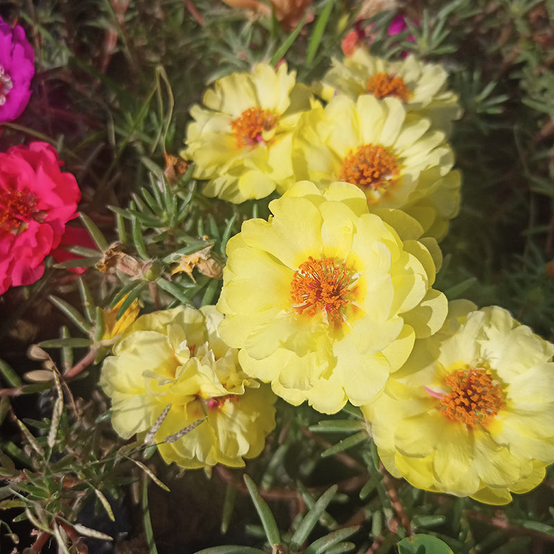 Portulaca Sundial mix