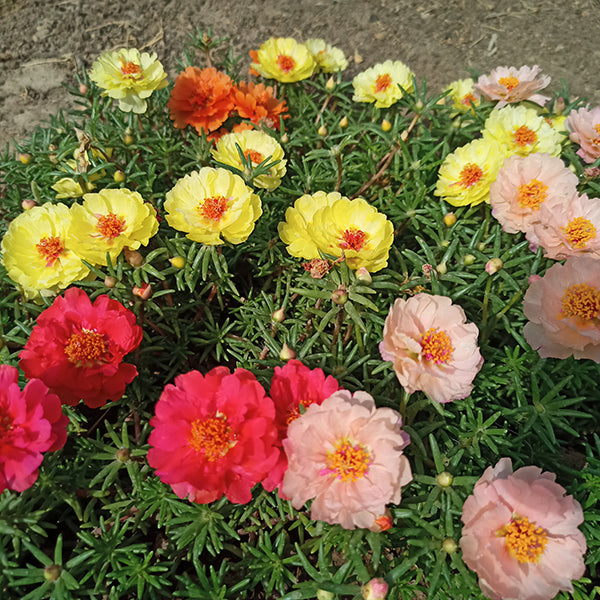 Portulaca Sundial mix