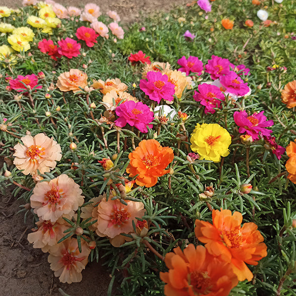 Portulaca Sundial mix