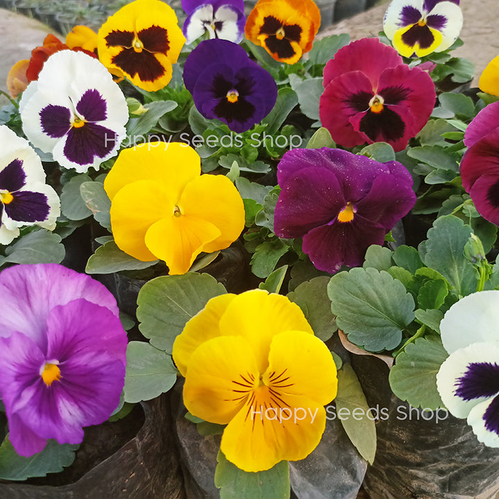 Pansy Majestic Giants - Happy Seeds Shop