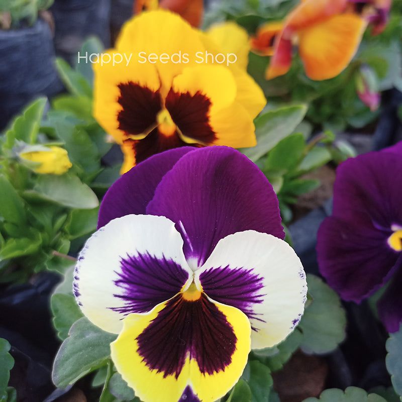 Pansy Majestic Giants - Happy Seeds Shop