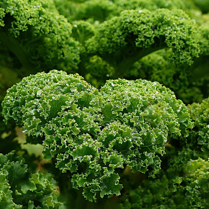 Curled Kale - Happy Seeds Shop