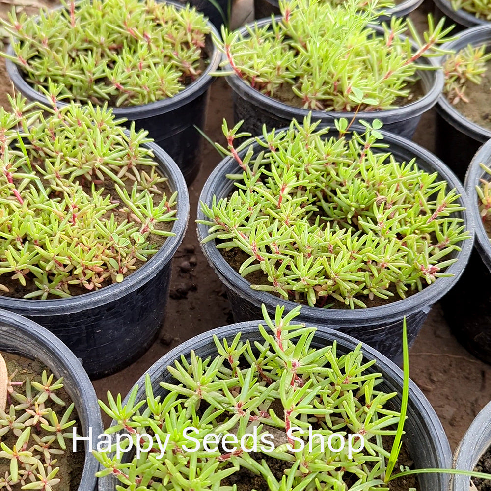 Portulaca plants sapling in pots 