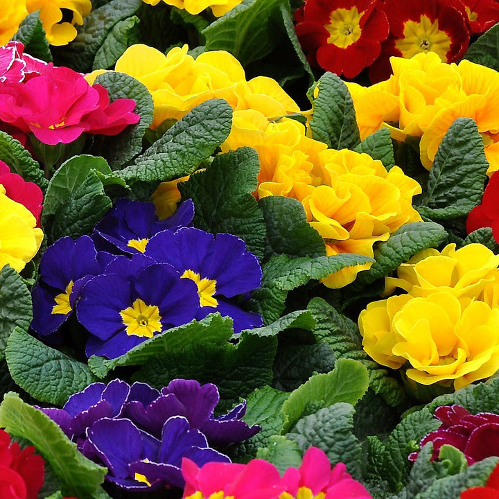 Primula Primrose mix color - Happy Seeds Shop