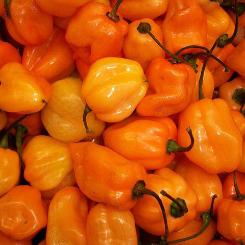 Habanero mix color pepper | Extremely Hot - 25+ seeds
