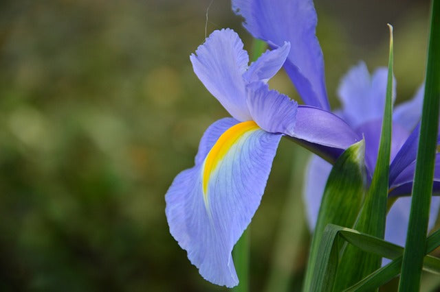 Dutch iris 4 Bulbs in mix colors | Iris × Hollandica,