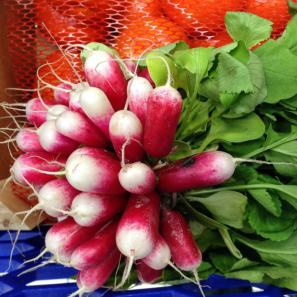 French Breakfast Radish - Happy Seeds Shop