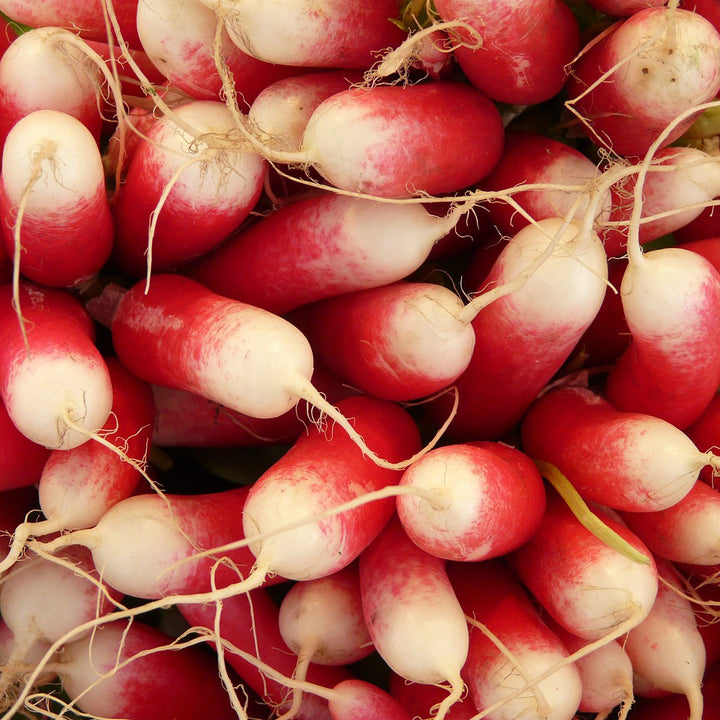 French Breakfast Radish - Happy Seeds Shop