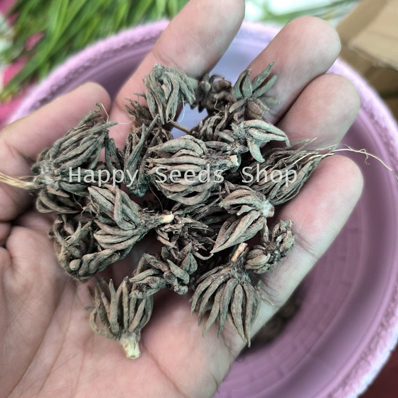 Ranunculus Corms | 4 Corms in mix colors
