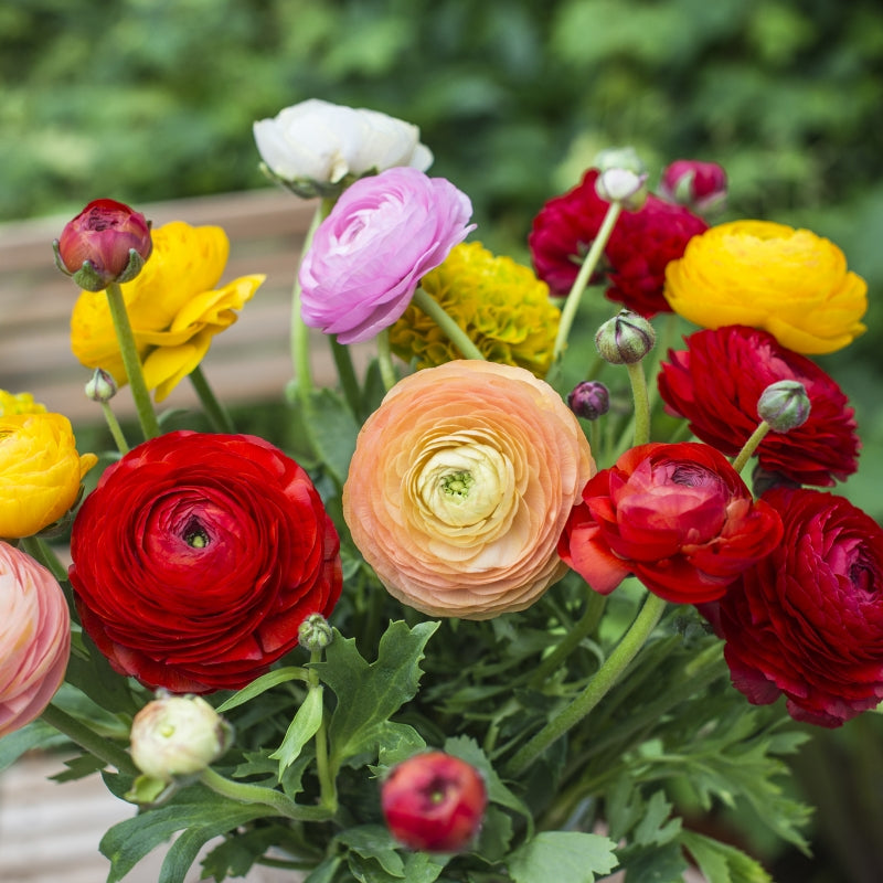 Ranunculus Bulbs | 1 Piece in random color