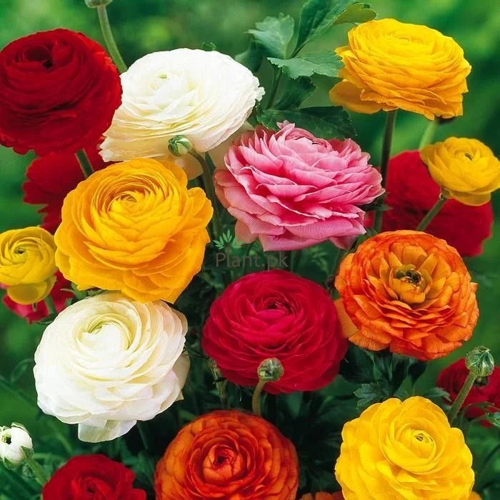 Ranunculus Bulbs | 1 Piece in random color