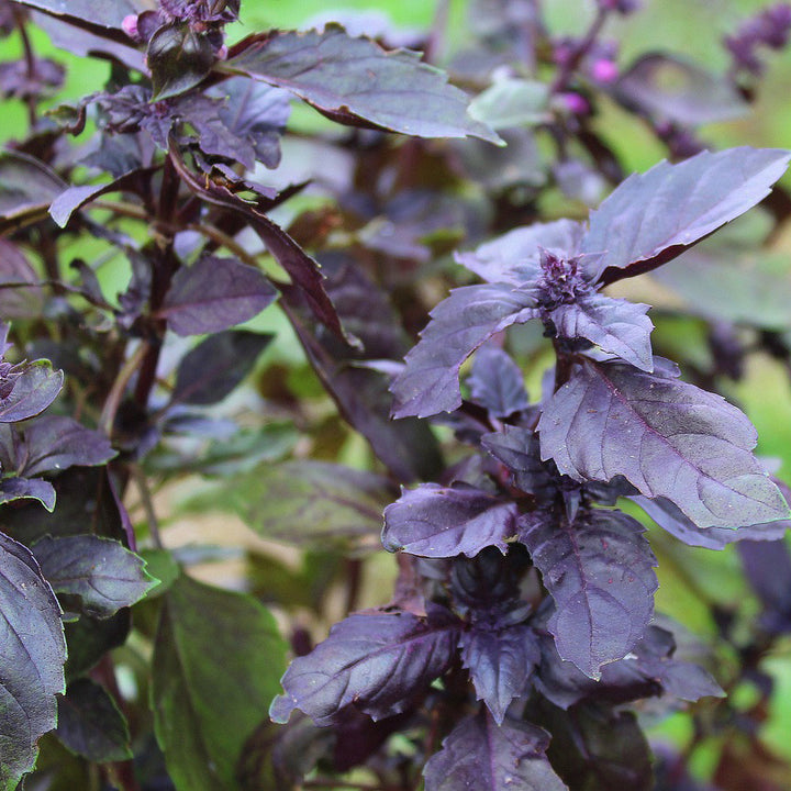 Basil Dark Purple Opal - Happy Seeds Shop