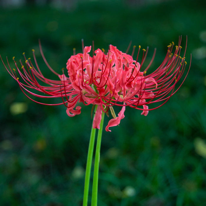Red spider lily 1 Bulb | Lycoris radiata