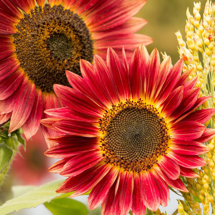 Sunflower Red mix - Happy Seeds Shop