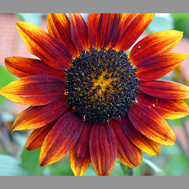 Sunflower Red mix | 15+ Seeds - Happy Seeds Shop