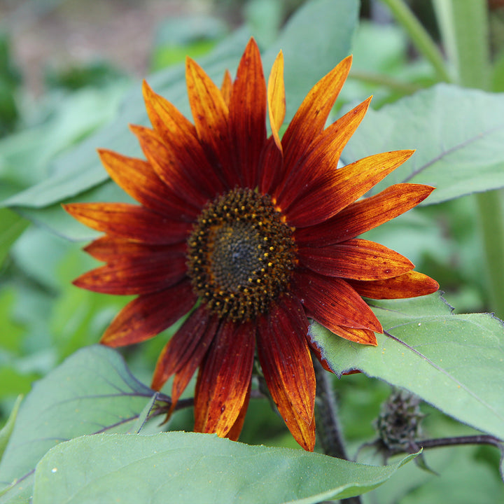 Sunflower Red mix | 15+ Seeds - Happy Seeds Shop