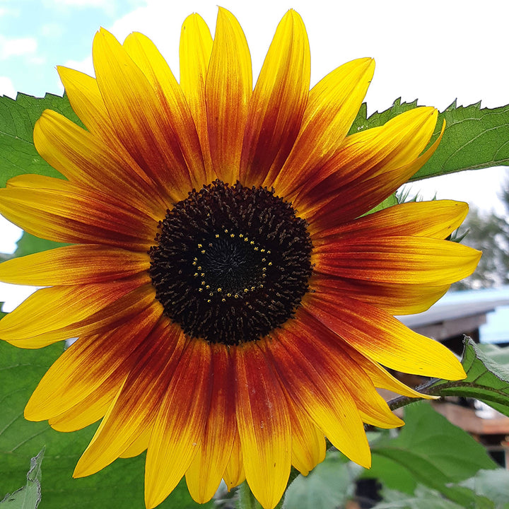 Sunflower Red mix | 15+ Seeds - Happy Seeds Shop