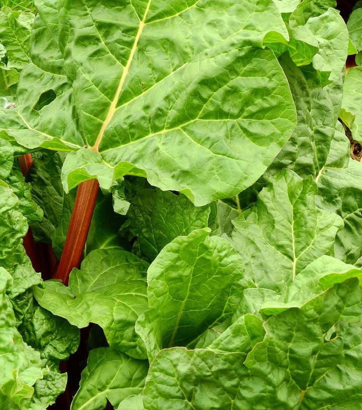 Garden Rhubarb - Happy Seeds Shop