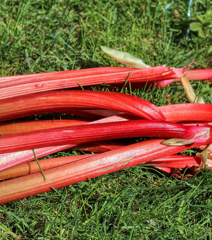 Garden Rhubarb - Happy Seeds Shop