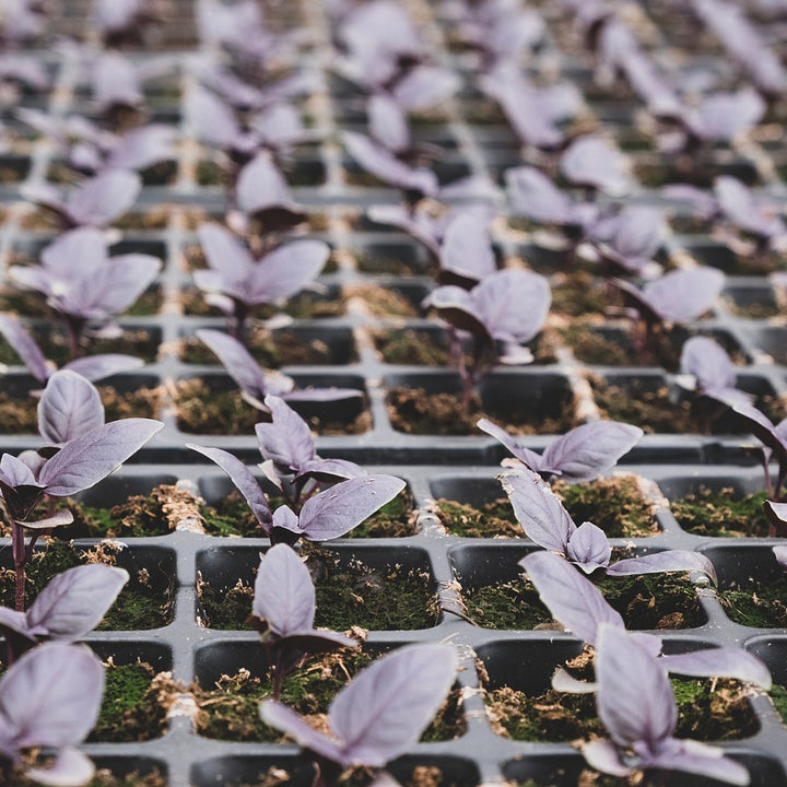 Basil Dark Purple Opal - Happy Seeds Shop