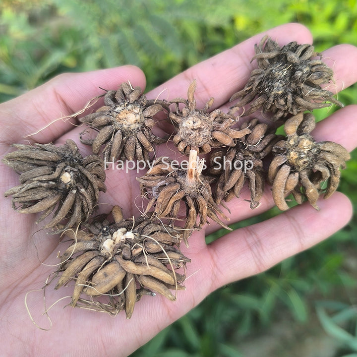 Ranunculus Corm | 1 premium size Corm in random color