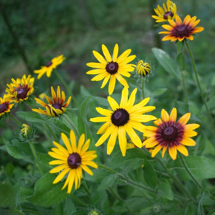 Rudbeckia | Black-eyed Susan plant - 80+ Seeds - Happy Seeds Shop