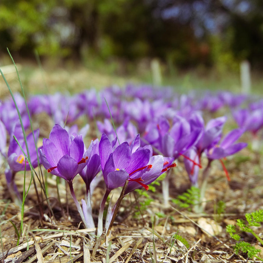 Saffron Flower bulbs | 4 bulbs, Crocus sativus