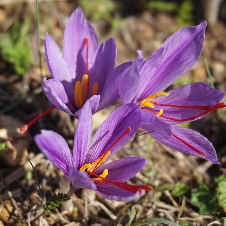 Small Size saffron bulbs | 4 bulbs , Budget deal