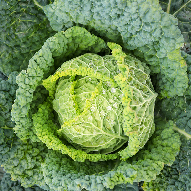 Savoy cabbage Re D'Inverno 2
