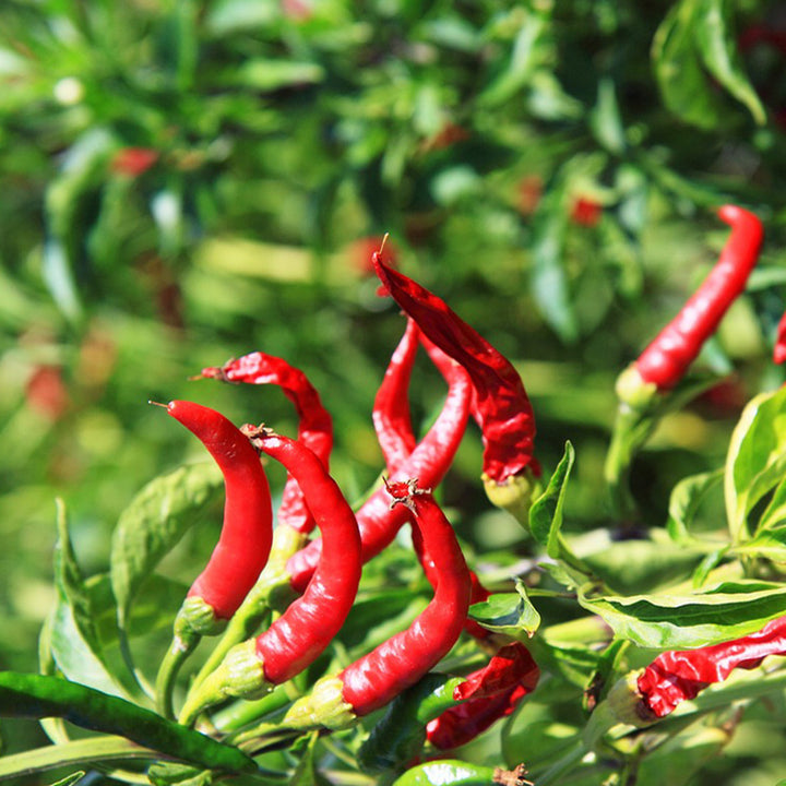 Pepper Sky line | Hybrid - Happy Seeds Shop