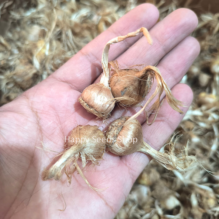 Small Size saffron bulbs | 4 bulbs , Budget deal
