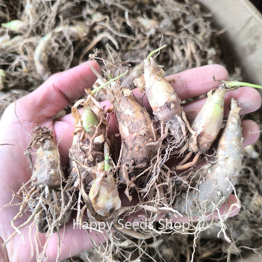 Tuberose flower bulbs | Fragrant ancient flower - Happy Seeds Shop
