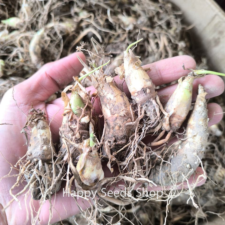 Tuberose flower bulbs | Fragrant ancient flower - Happy Seeds Shop