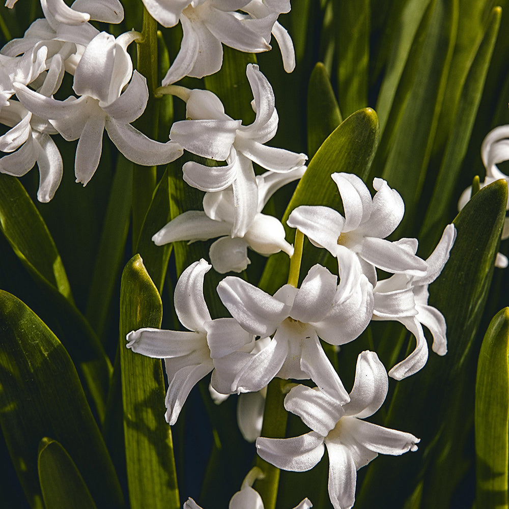 Tuberose flower bulbs | Fragrant ancient flower - Happy Seeds Shop