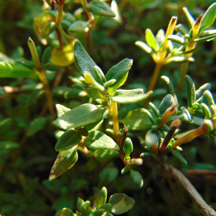 Thyme - Happy Seeds Shop