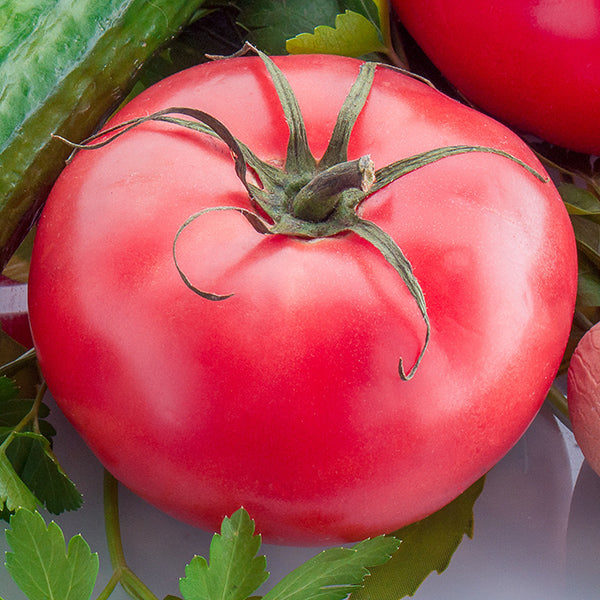 Beefsteak tomato - Happy Seeds Shop