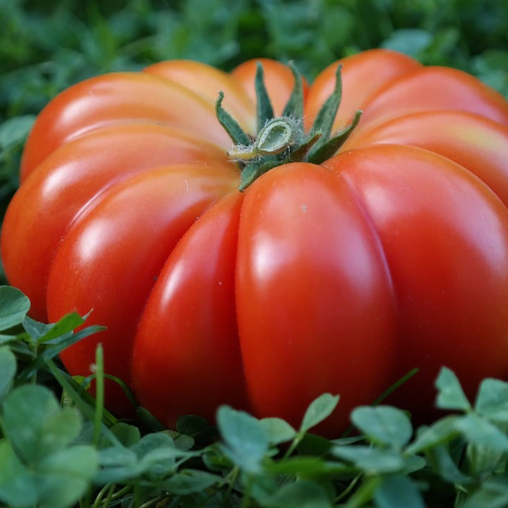 Costoluto Tomato - Happy Seeds Shop