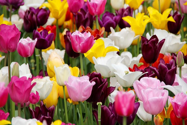 Tulip Darwin Bulbs 🌷| 1 bulb in random color - Premium size - Happy Seeds Shop