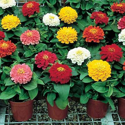 Zinnia Dreamland mix